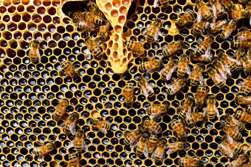 Bienenwachsplatte mit Bienen