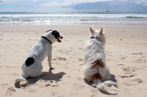 Strandurlaub mit Hund