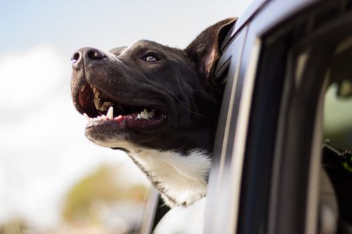 Hund guckt durch Autofenster