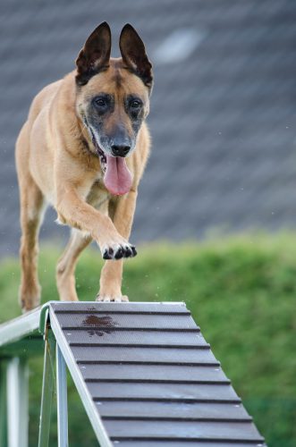 Trainingsstand Hund