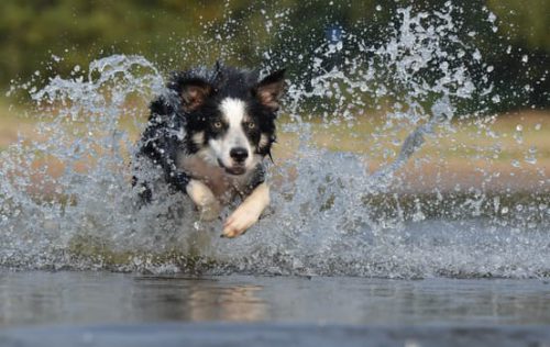 Border Collie im Urlaub mit smartvie