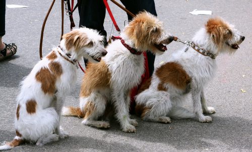 Urlaub mit mehreren Hunden