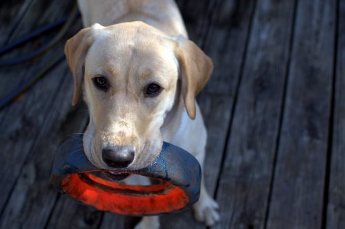 Hundespielzeug