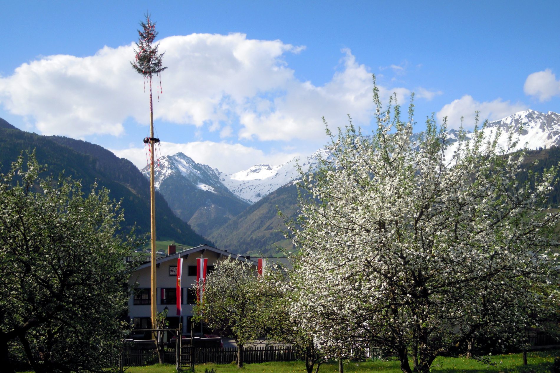 1. Mai: der Maibaum