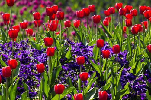 Maiblumen Tulpen