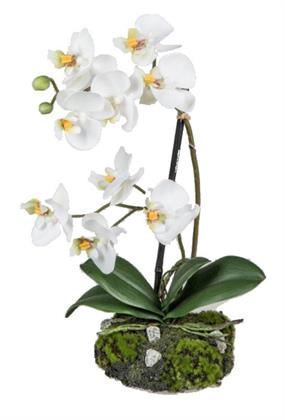 wunderschoene-orchidee-auf-sandsockel-weiss-31-cm-2932521-1.jpg