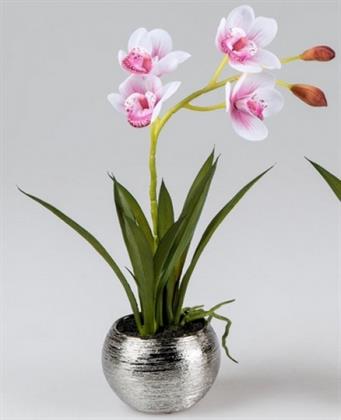 wunderschoene-orchidee-im-silbertopf-rosa-36-cm-2440445-1.jpg
