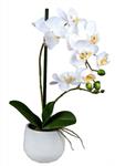 wunderschoene-orchidee-im-porzellantopf-weiss-48-cm-3464501-1.jpg