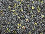 mirto-rosso-myrpenlikoer-sardinien-silvio-carta-zeddiani-05lt-1659747-1.jpg